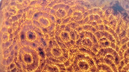 新疆库车大馕 现打现发 大如车轮 顺丰包邮 商品图2