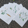 【问安原创】手绘药用植物明信片 商品缩略图3
