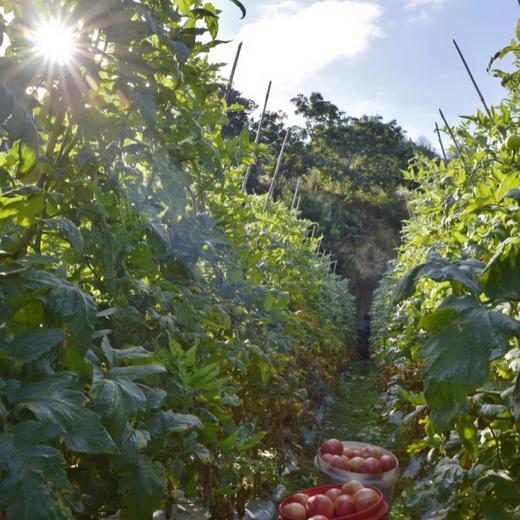 攀枝花露天沙瓤西红柿【现摘现发，更适合做菜】 商品图5