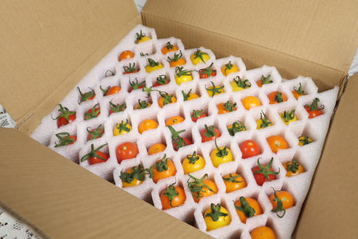 【广东好物】多彩香芒小番茄  2斤/3斤 商品图9