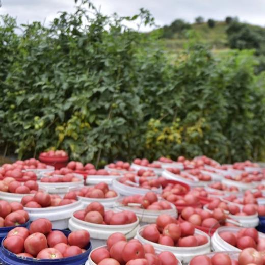 攀枝花露天沙瓤西红柿【现摘现发，更适合做菜】 商品图4