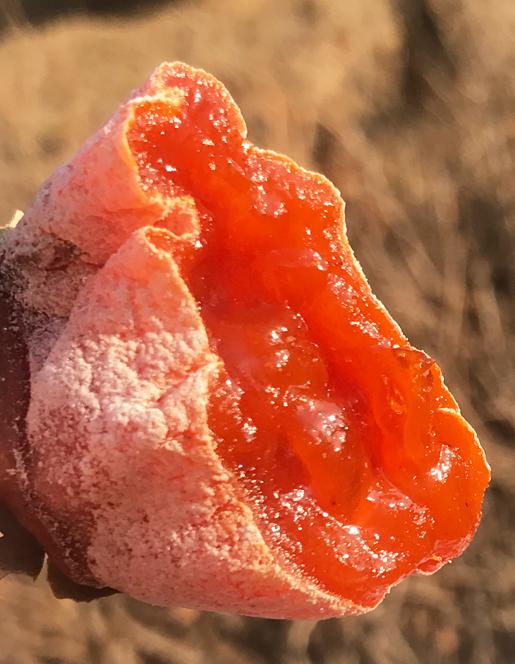 陕西富平流心吊柿饼 曹村马家坡大尖柿柿饼（6-112）预售 ２月５号停发---2月26号陆续发货 商品图4