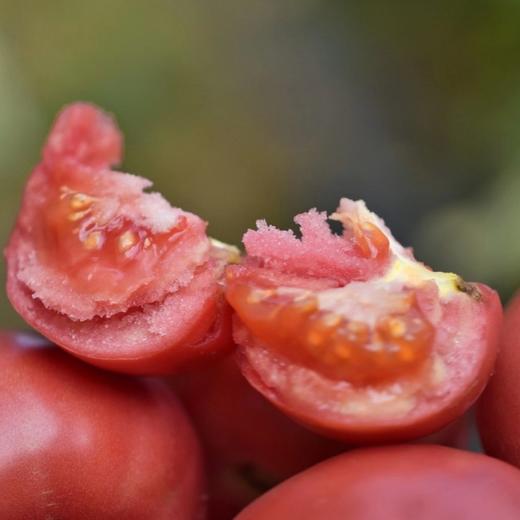 攀枝花露天沙瓤西红柿【现摘现发，更适合做菜】 商品图3