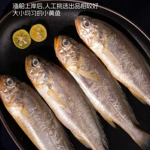 【纯野生 3袋装】舟选 舟山小黄鱼 低脂高蛋白 源头直供 纯野生 码头直达 肉多刺少 肉质细腻 500g*3袋 商品图3