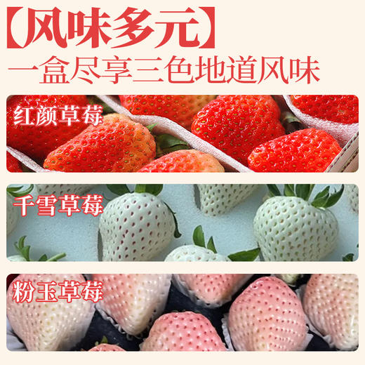 尹哥的草莓 精品丹东三色草莓 商品图1