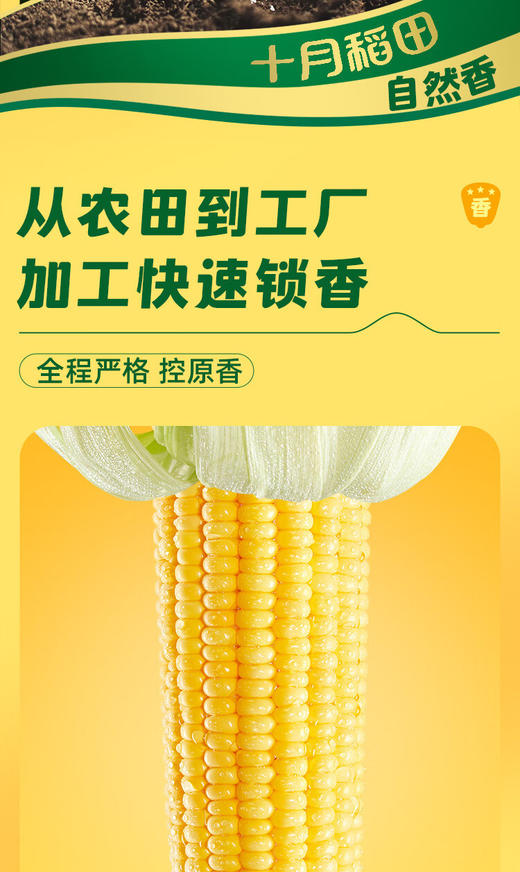 【金皇会员49金币专享】十月稻田 黄甜糯玉米 8根 3.52斤 真空包装 东北粘玉米棒 低脂早餐 商品图4