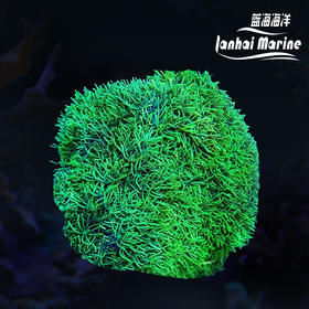 印尼紫皮星花