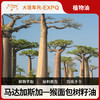 猴面包树籽油 Baobab Carrier 马达加斯加原料进口批发按摩基础油 商品缩略图0
