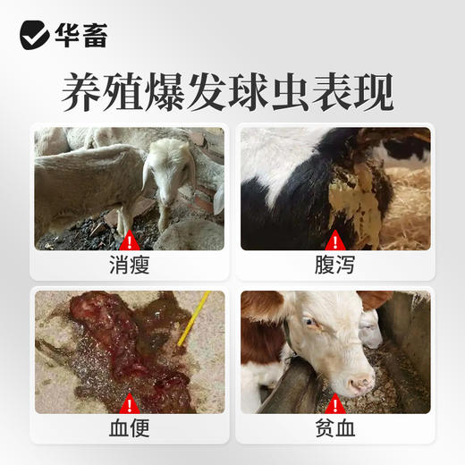 【社群专享】华畜5%球虫清托曲珠利混悬液兽用仔猪犊牛用抗球虫药腹泻拉稀兽药 商品图1