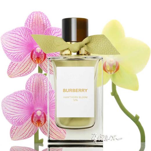 BURBERRY博柏利 高定系列-山楂花 Burberry Hawthorn Bloom  小样/正装 商品图0