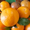 广西生态沃柑 | 基地直发* Ecological Orah 商品缩略图1