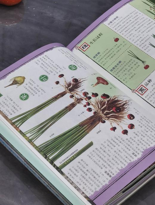 【特惠】《苏州水八仙：中国水生植物》，16开，全9册一盒装，汉声编辑部出品，上海锦绣文章出版社2012年一版一印，420面，定价198，售价75元。 商品图12