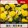 月见草油 波兰原料批发 身体按摩适用基础油 基底植物基础油批发 商品缩略图0