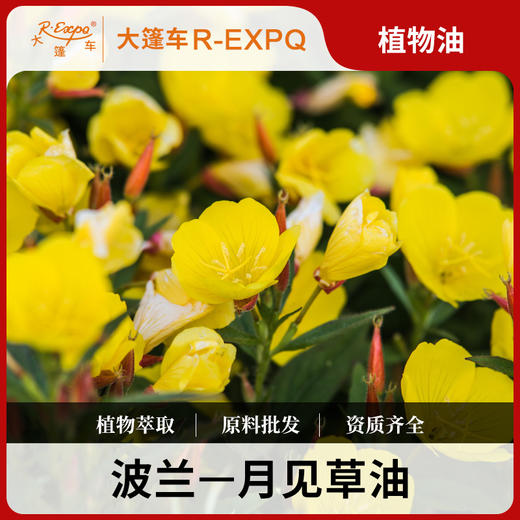 月见草油 波兰原料批发 身体按摩适用基础油 基底植物基础油批发 商品图0