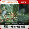月桂叶浸泡油 希腊进口原料批发身体按摩SPA基础植物精华油 商品缩略图0