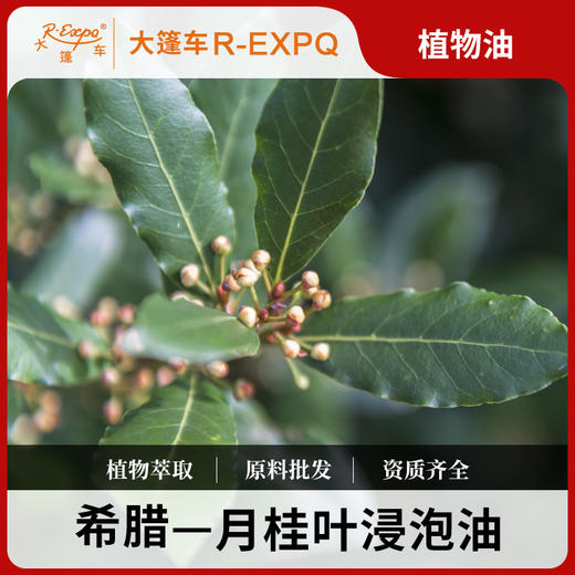 月桂叶浸泡油 希腊进口原料批发身体按摩SPA基础植物精华油 商品图0