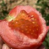 攀枝花露天沙瓤西红柿【现摘现发，更适合做菜】 商品缩略图0
