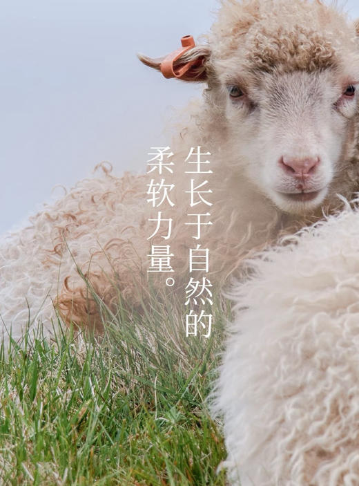 100%绵羊毛高克重提花款菱形格百搭毛衣 商品图5