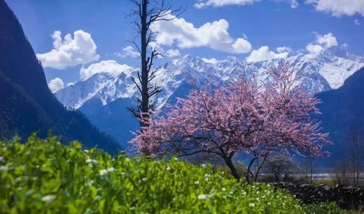 藏东南世外桃源丨桃花雪山（易贡+尼屋乡+索松村+波密+林芝）、墨脱秘境、冰川、峡谷10天摄影团 商品图12