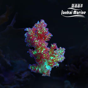 双色水桃花