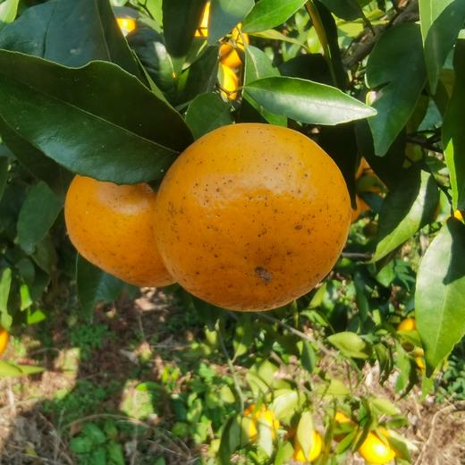 广西生态沃柑 | 基地直发* Ecological Orah 商品图2