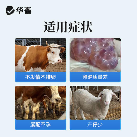 华畜孕马血清兽用注射用血促性素猪牛羊发情针剂母畜促排兽药 商品图1