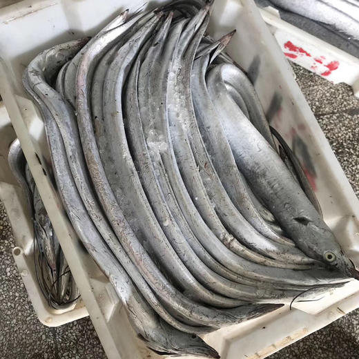 【预售2月25日发货】舟山带鱼 整条雷达网小眼海鱼新鲜鲜活冷冻 非刀鱼带鱼段  1500g/箱 商品图2