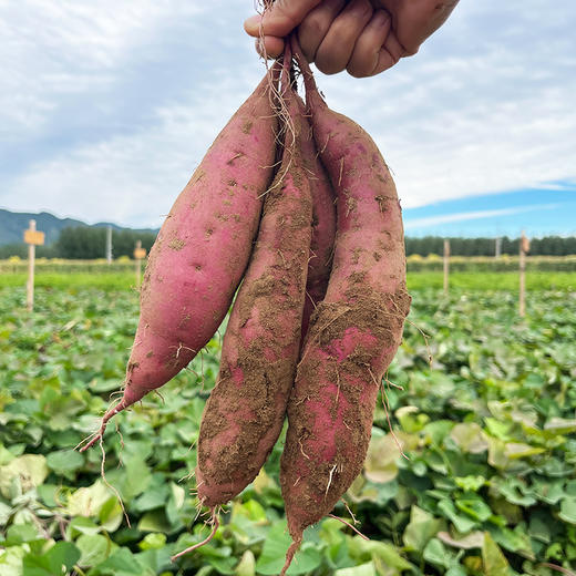 红瑶薯干 无任何添加 倒蒸 香甜软糯 自制地瓜干红薯干 即食100g 休闲零食 4份包邮 商品图5