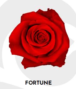 厄瓜多尔进口原色玫瑰FORTUNE财富10支 商品图1