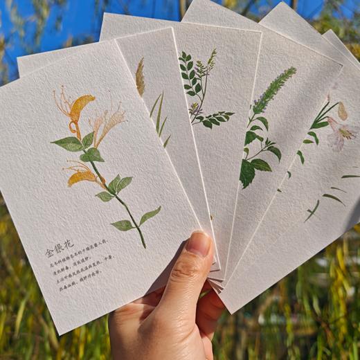 【问安原创】手绘药用植物明信片 商品图5