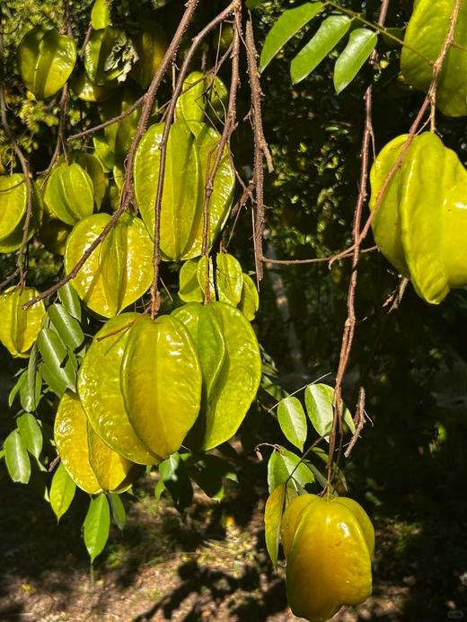 产地直发 一口爆汁的海南杨桃! 星星果颜值担当 #清爽爆汁必囤  京东空运3斤5斤 商品图2