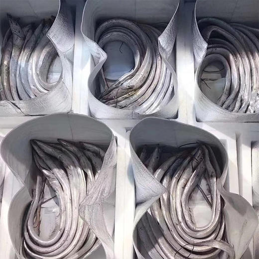 【预售2月25日发货】舟山带鱼 整条雷达网小眼海鱼新鲜鲜活冷冻 非刀鱼带鱼段  1500g/箱 商品图4