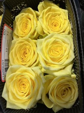 厄瓜多尔进口原色玫瑰STARDUST星尘10支