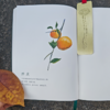 【问安原创】手绘药用植物软皮笔记本 商品缩略图3