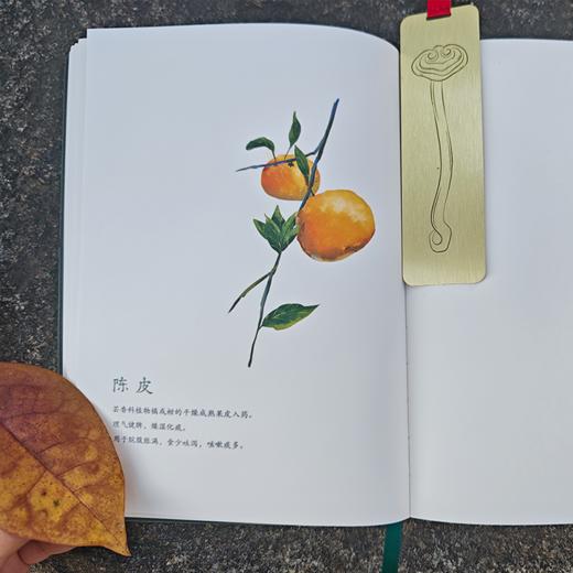 【问安原创】手绘药用植物软皮笔记本 商品图3