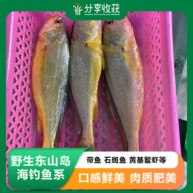 野生东山岛海钓鱼系 | 带鱼 石斑鱼 黄基鳘虾等 | 合作生产  *Wild sea fishing