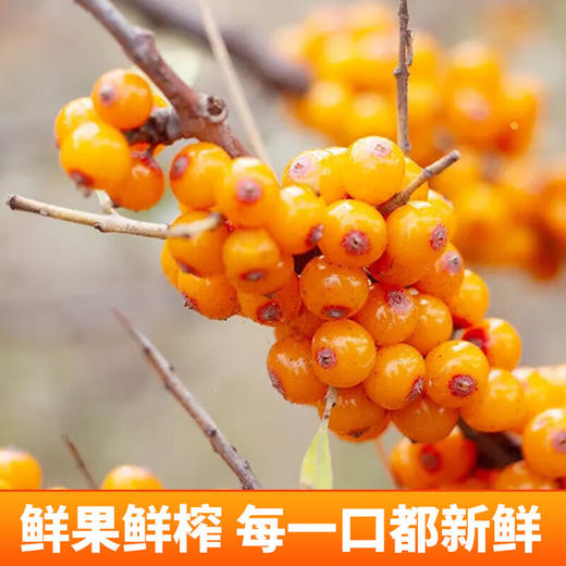 京小棘·沙棘果汁饮料 清爽解腻 300ml*8  山西特产 商品图3