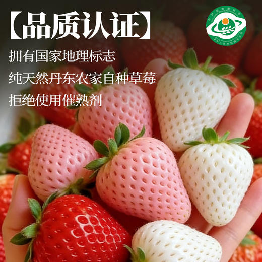 尹哥的草莓 精品丹东三色草莓 商品图3