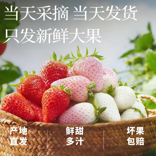 尹哥的草莓 精品丹东三色草莓 商品图4