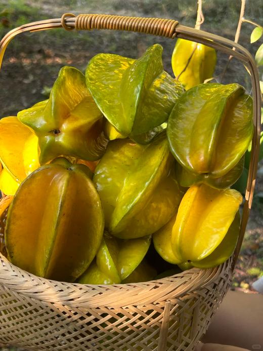 产地直发 一口爆汁的海南杨桃! 星星果颜值担当 #清爽爆汁必囤  京东空运3斤5斤 商品图1