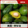 鳄梨油 美国原料批发 按摩身体基底油 植物油基础油批发 商品缩略图0