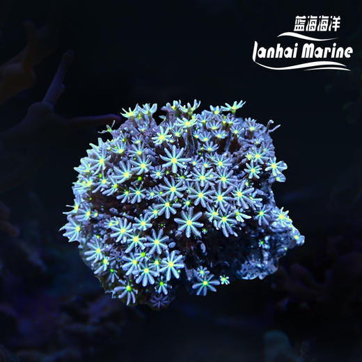 小手星花 商品图0