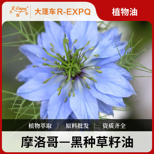 黑种草籽油 Black 印度原料批发 美容院按摩基底油植物油批发 商品图0