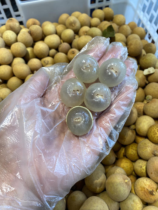 【宏丰精选】泰国龙眼  核小肉厚  口感甜   活动价15.8元一斤 商品图11