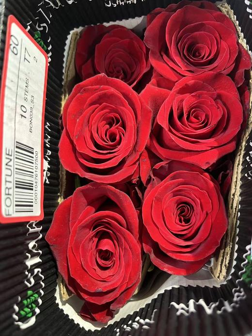 厄瓜多尔进口原色玫瑰FORTUNE财富10支 商品图0