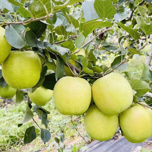 顺丰包邮【瑞雪苹果】产自陕西白水“中国苹果之乡”，全程有机种植，吃起来咔嚓"一声爆汁！薄皮脆得像初雪，清甜不齁嗓子，老人孩子都抢着吃~ 商品图6