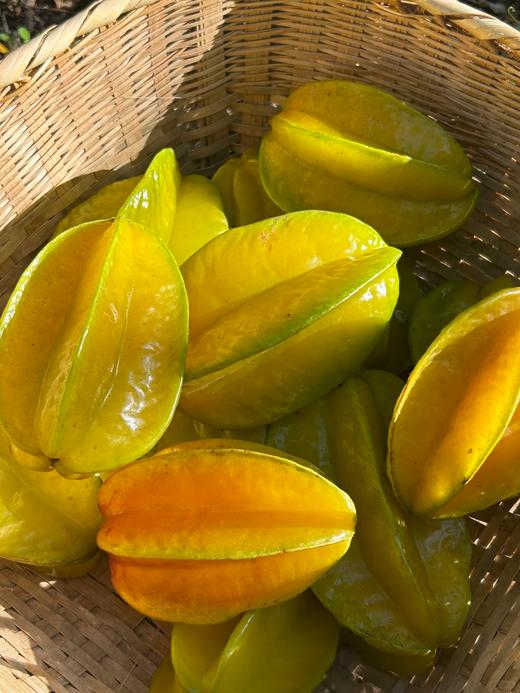 产地直发 一口爆汁的海南杨桃! 星星果颜值担当 #清爽爆汁必囤  京东空运3斤5斤 商品图3