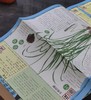 【特惠】《苏州水八仙：中国水生植物》，16开，全9册一盒装，汉声编辑部出品，上海锦绣文章出版社2012年一版一印，420面，定价198，售价75元。 商品缩略图9