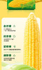 【金皇会员49金币专享】十月稻田 黄甜糯玉米 8根 3.52斤 真空包装 东北粘玉米棒 低脂早餐 商品缩略图2