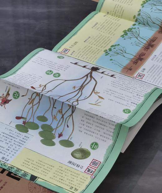 【特惠】《苏州水八仙：中国水生植物》，16开，全9册一盒装，汉声编辑部出品，上海锦绣文章出版社2012年一版一印，420面，定价198，售价75元。 商品图6